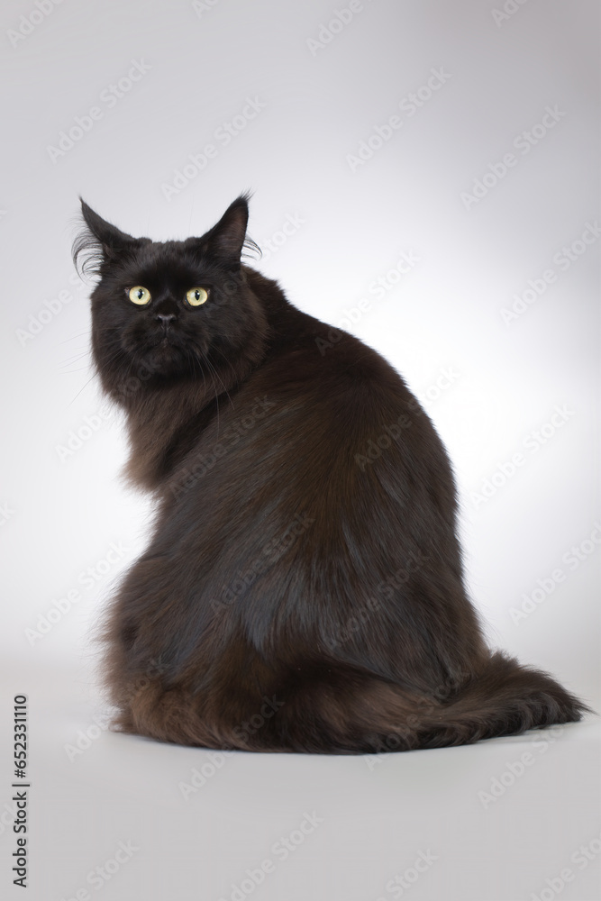Pretty islated black Maine Coon Cat portrait in studio Pretty islated black Maine Coon Cat portrait in studio