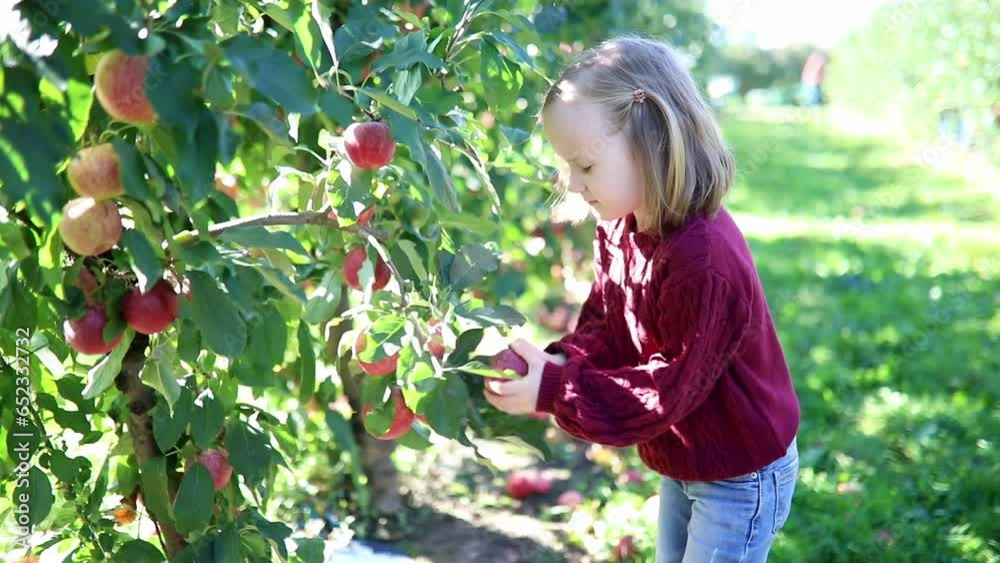 Adorable preschooler girl picking red ripe organic apples in orchard or on farm on a fall day Adorable preschooler girl picking red ripe organic apples in orchard or on farm on a fall day