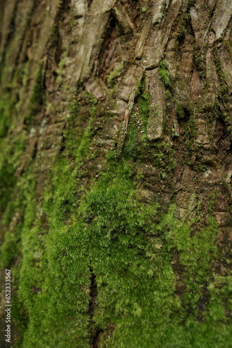Green Moss grows on textured of tree 's trunk