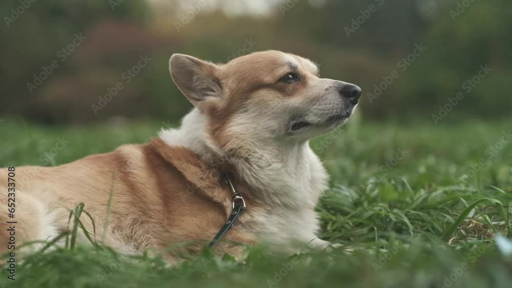 Corgi dog having rest outdoors in park Corgi dog having rest outdoors in park