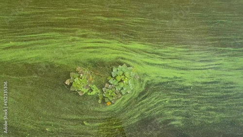 Water pollution by blooming blue-green algae - Cyanobacteria is world environmental problem. Water chestnut. Water bodies, rivers and lakes with harmful algal blooms.