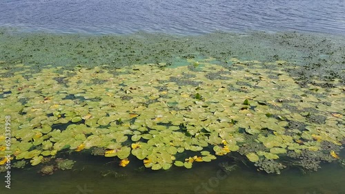 Blooming water in the river. Lots of water lily and water chestnut. Rivers' pollution.