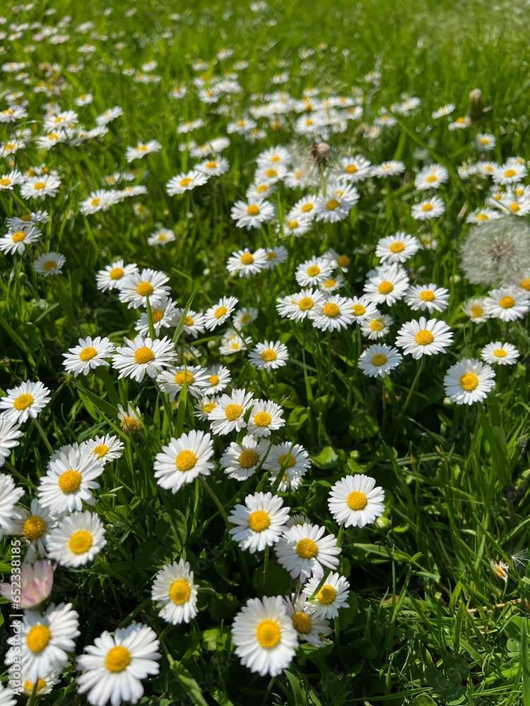 Fototapeta premium Beautiful white daisy flowers, dandelions and green grass growing outdoors