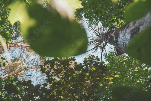 Fototapeta Naklejka Na Ścianę i Meble -  Od korzeni