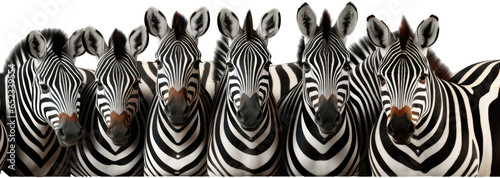 banner of Herd of zebras isolated on transparent