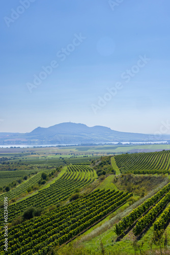 Vineyards under Palava, Southern Moravia, Czech Republic