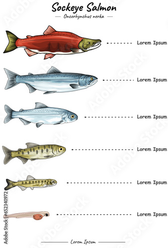 Sockeye salmon development template