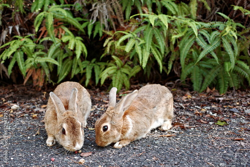 Closeup of two brown rabbit in front of leaves photo
