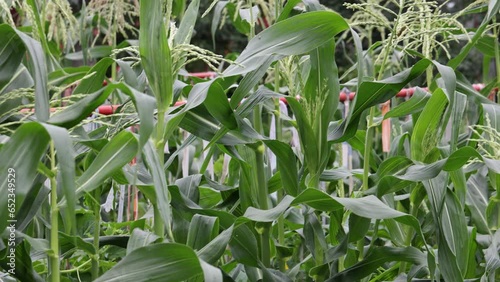 Corn in the home garden. Agriculture, organic gardening, planting or ecology concept.