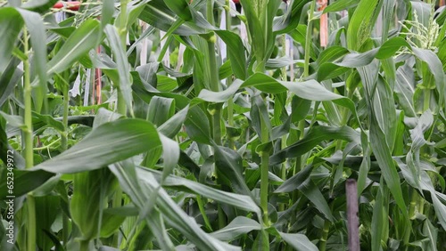 Corn in the home garden. Agriculture, organic gardening, planting or ecology concept.