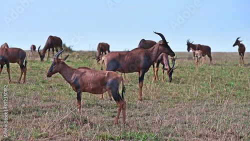 Big herd of Bubal antelopes graze in the savannah against clear blue sky. Kenya, Africa
 photo