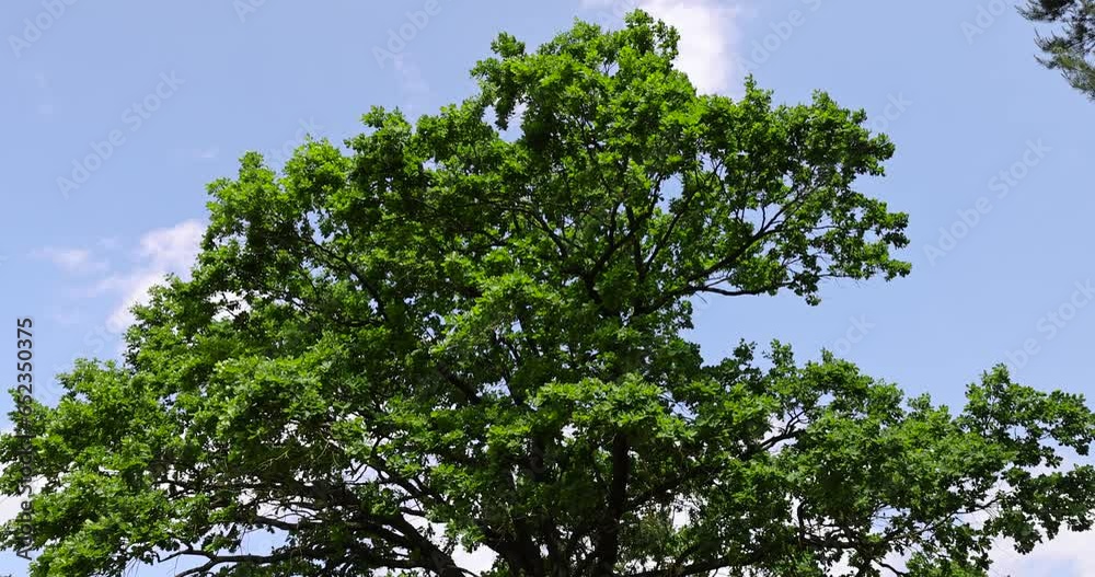 old tall oak with green foliage during drought, old oak in the hot summer season old tall oak with green foliage during drought, old oak in the hot summer season