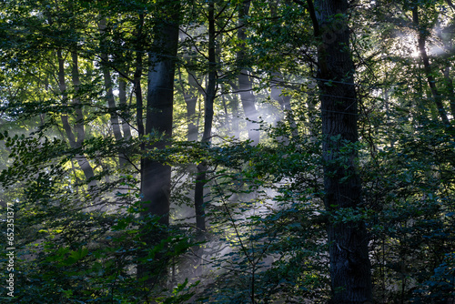 Mystic Morning Hike: Sun Rays Through Foggy Forest