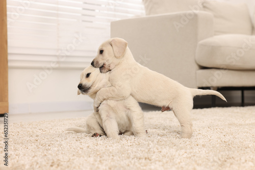 Fototapeta Naklejka Na Ścianę i Meble -  Cute little puppies playing on beige carpet at home
