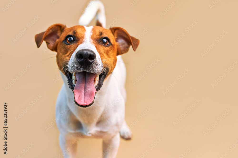 Portrait of a funny dog Jack Russell Terrier, closeup