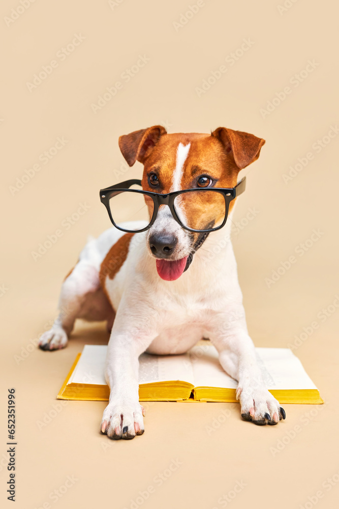 Cute dog jack russell terrier lying with book, reading and studying