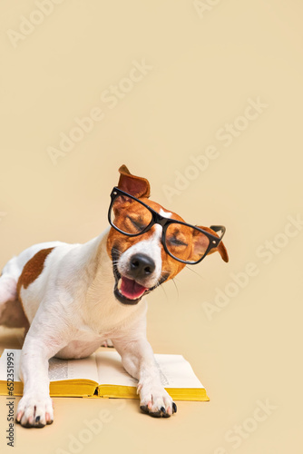 Cute dog jack russell terrier lying with book, reading and studying photo