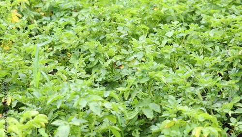 Potato vegetable garden