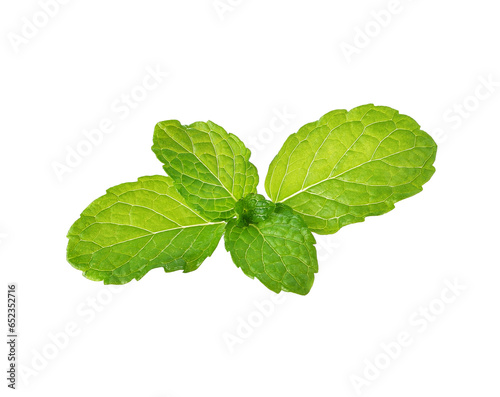 fresh mint leaves transparent png