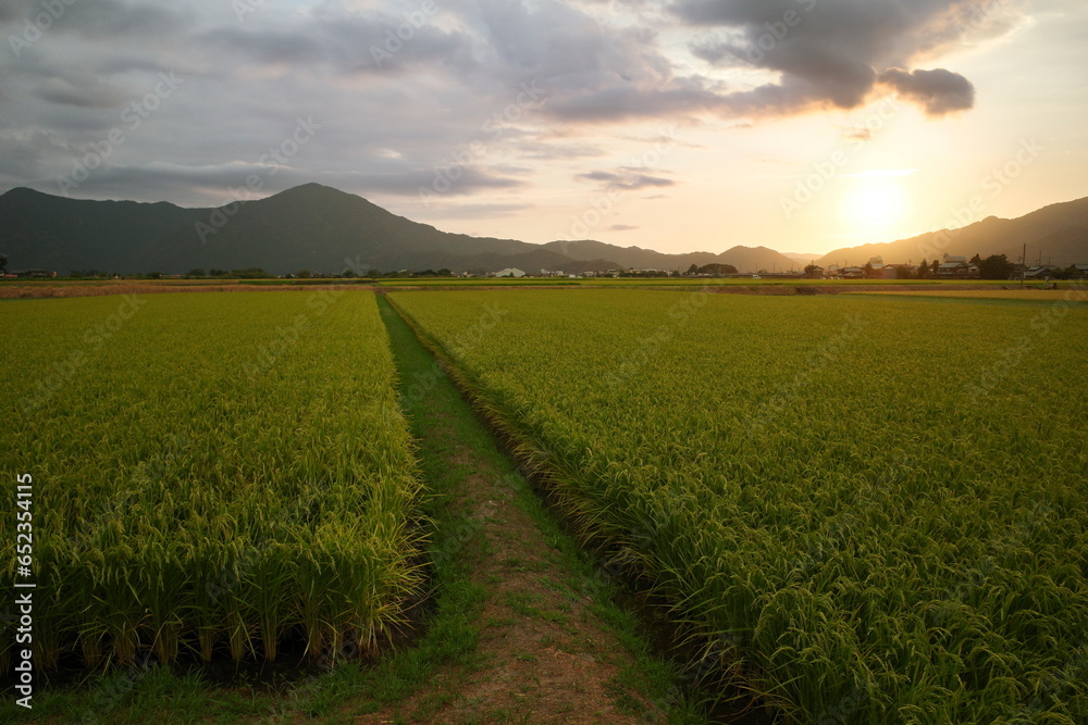 The evening rice field And mountain landscape. The warm sky with the greenery of the rice plants. The surrounding atmosphere is quiet. makes you feel relaxed and at ease in Japan countryside 