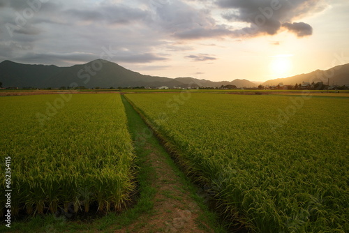 The evening rice field And mountain landscape. The warm sky with the greenery of the rice plants. The surrounding atmosphere is quiet. makes you feel relaxed and at ease in Japan countryside 