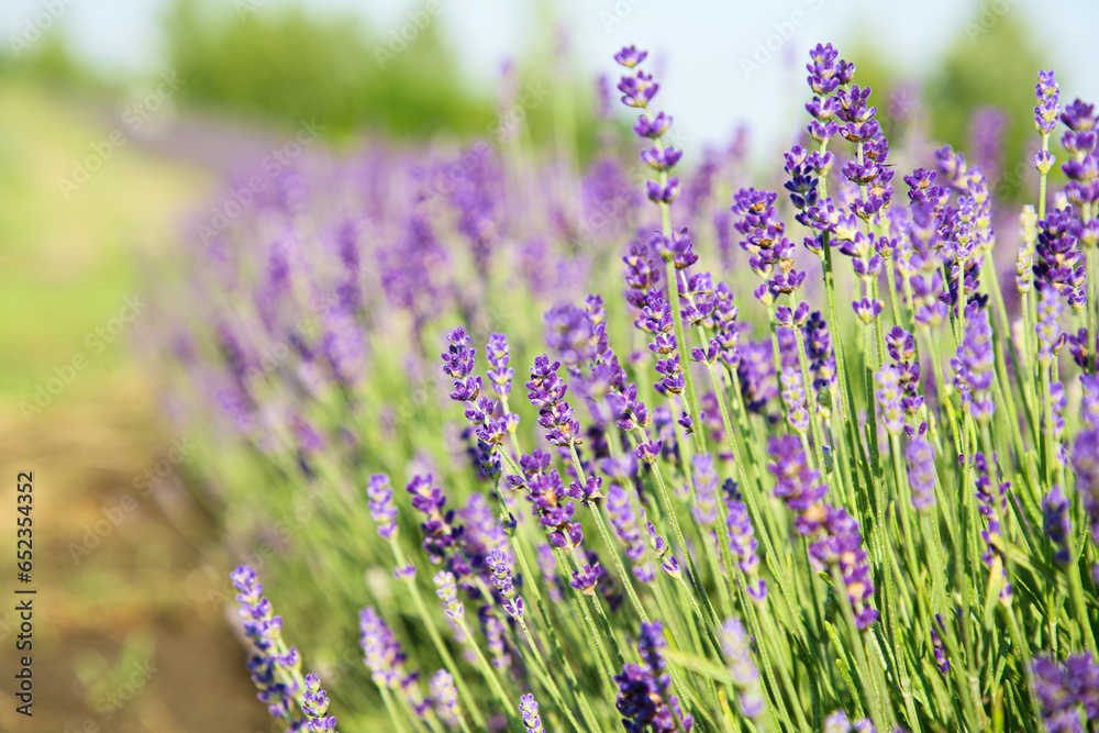 Beautiful blooming lavender growing in field, closeup. Space for text Beautiful blooming lavender growing in field, closeup. Space for text