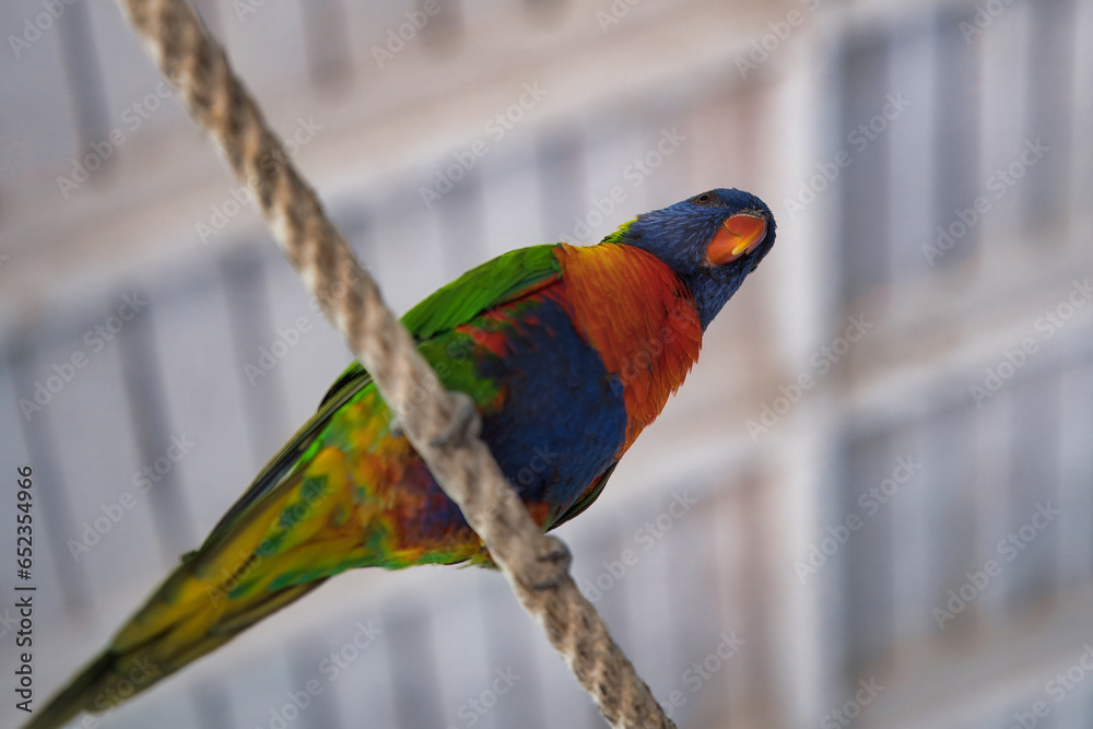 Obraz premium Rainbow lorikeet, is a species of parrot found in Australia. It is common along the eastern seaboard, from northern Queensland to South Australia. Its habitat is rainforest, coastal bush and woodland 