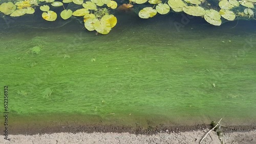 Blooming water in the river. A lot of water lilies and part of the shore in the frame