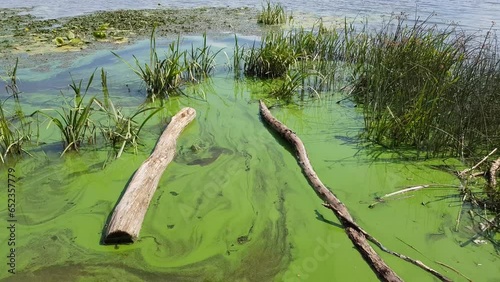 Green water polluted with blue-green algae (Cyanobacteria). Water Lily leaves.