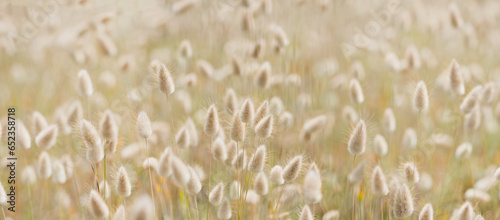 Nature field of bunnytail in summer hare's tail attractive plants  photo