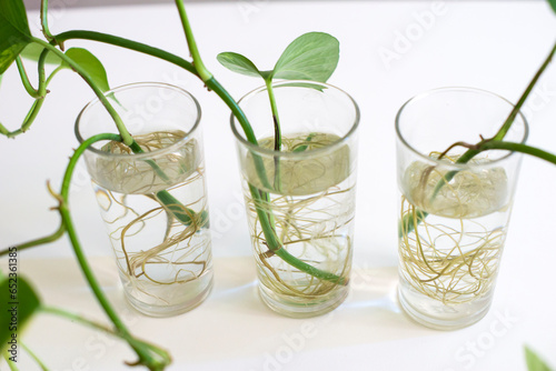 glass of water with mint and sprout root