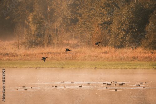 Misty sunrise morning on the lake in French Dombes