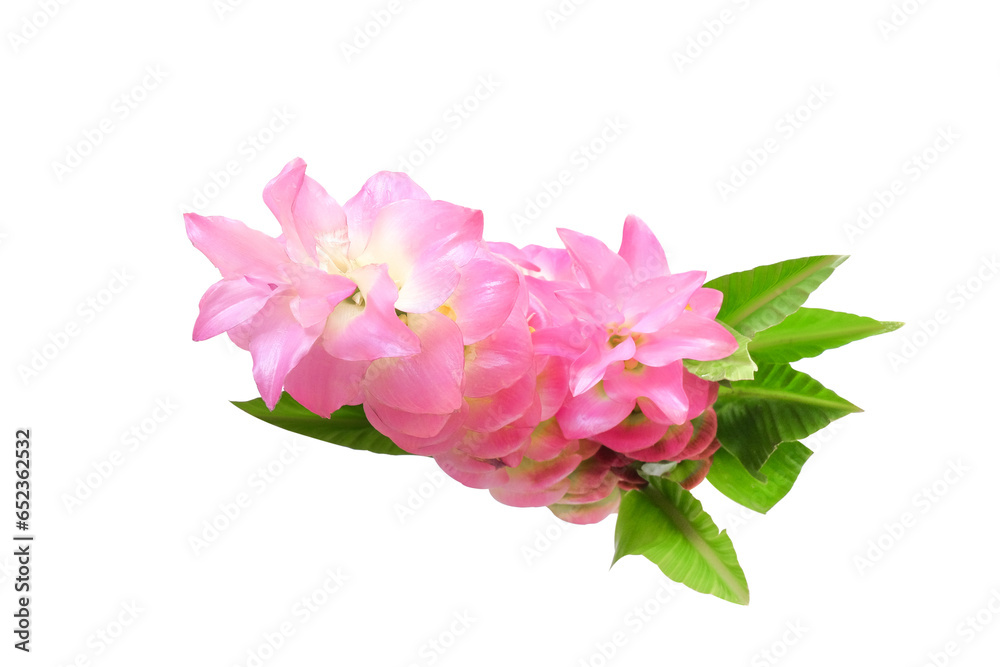 Pink Curcuma sessilis or siam tulips flower on white .clipping path. Pink Curcuma sessilis or siam tulips flower on white .clipping path.