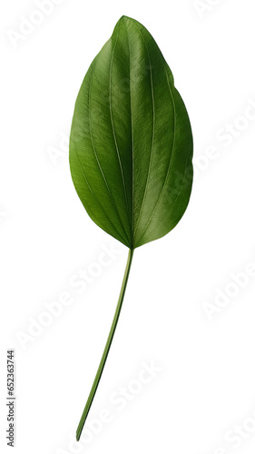 Green leaf isolated on white background with clipping path. Close-up.