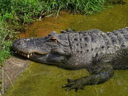 Crocodile au bord d'une rivière.