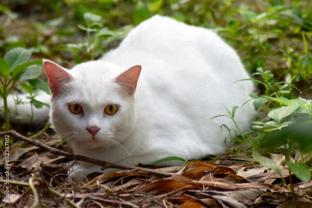 A pure white cat with yellow eyes is staring on a blurred background in the garden.