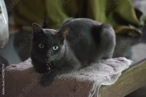 Fototapeta Naklejka Na Ścianę i Meble -  A black female cat with yellow eyes is staring on a blurred background.