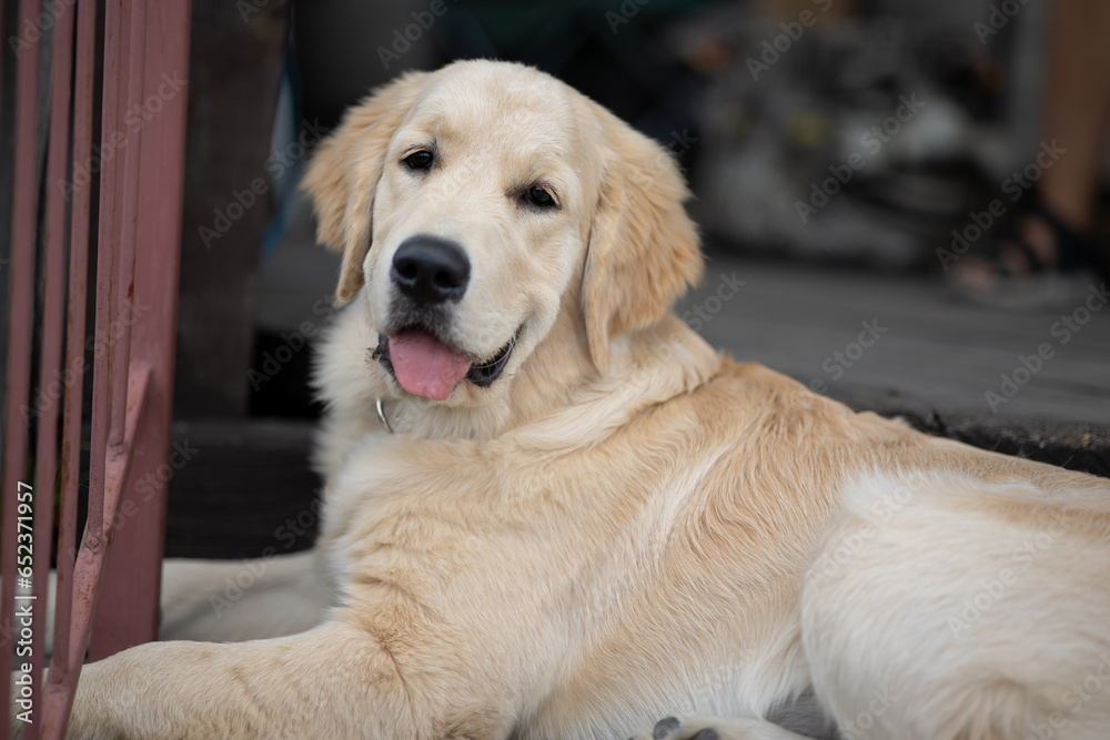 golden retriever puppy, dog face