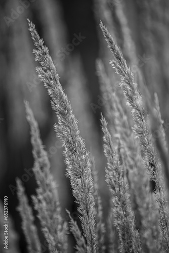 Fotografia traw- obraz na ściane - przyroda - krajobraz © MarcinRoj.Fotografia