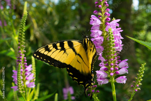 Swallowtail butterfly with yellow and black stripes feeds on nectar from obedient plant wildflowers
