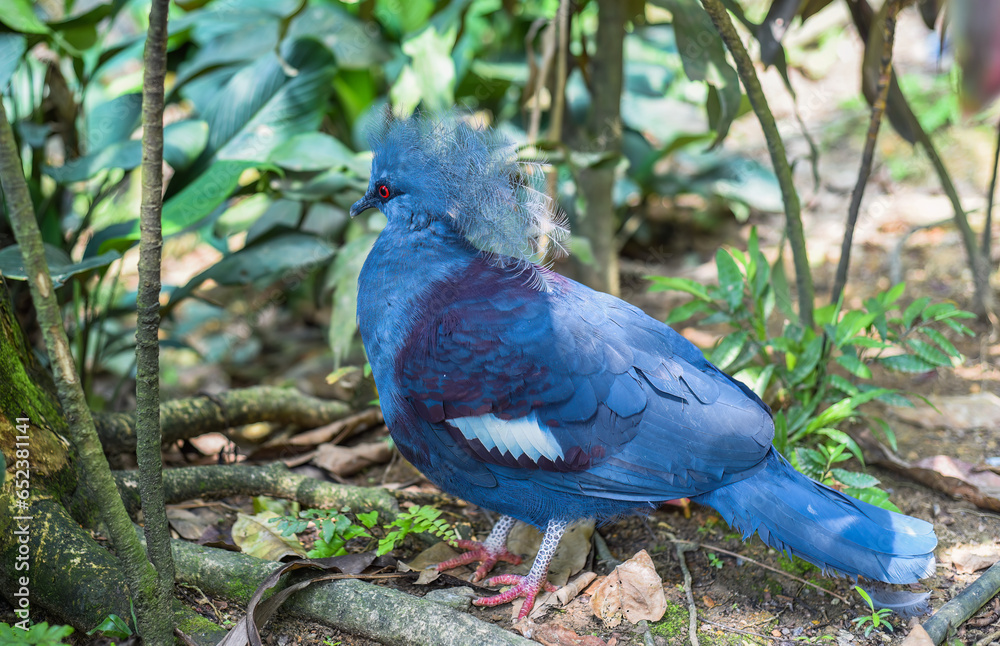 Fototapeta premium The western crowned pigeon (Goura cristata), also known as the common crowned pigeon or blue crowned pigeon in Kuala Lumpur, Malaysia