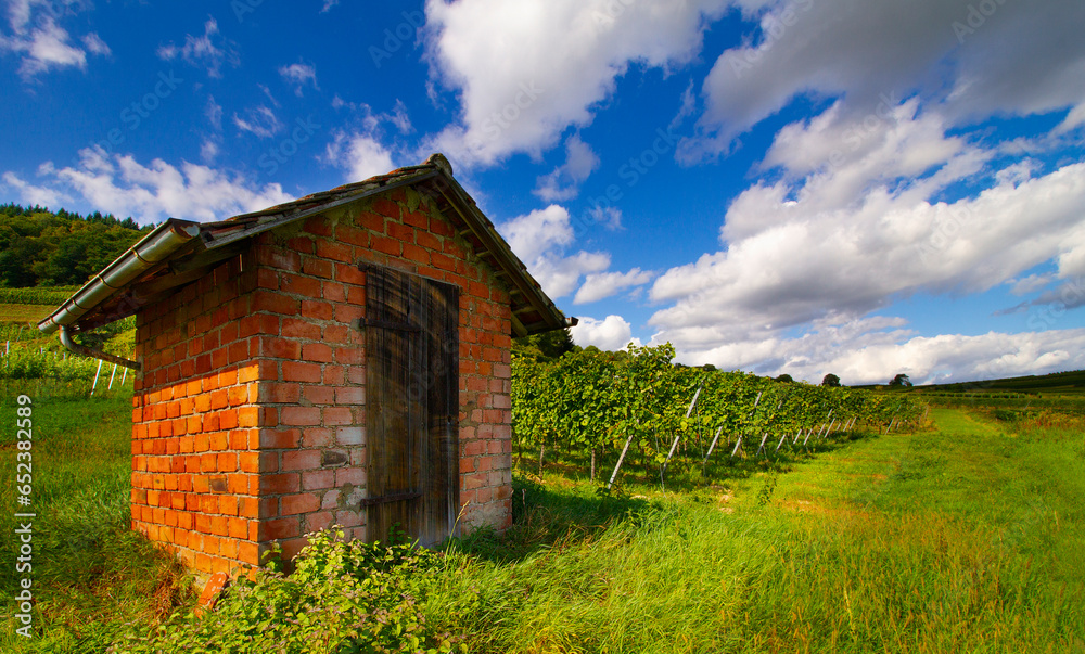 Weinberge Reben