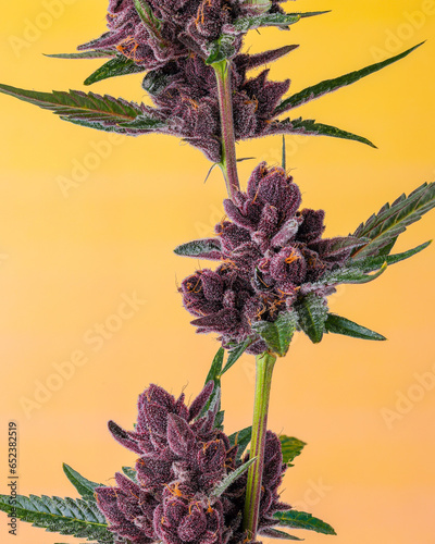Mid Cola Purple cannabis on yellow background