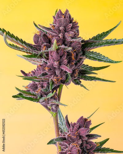 Purple cannabis on yellow background