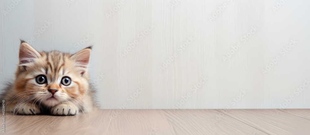 Gorgeous cat resting indoors isolated pastel background Copy space