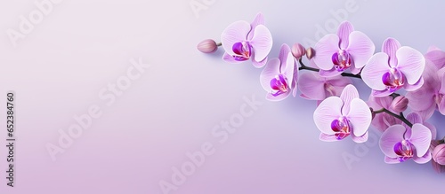 Purple flower Alone against isolated pastel background Copy space © vxnaghiyev