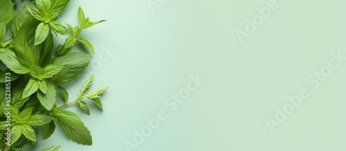 Green basil leaves and flow...