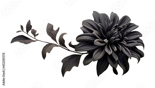 Fototapeta Naklejka Na Ścianę i Meble -  black flower isolated on transparent background cutout