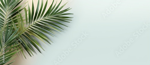 Green tropical palm leaf on a isolated pastel background Copy space with clipping path for design elements © vxnaghiyev