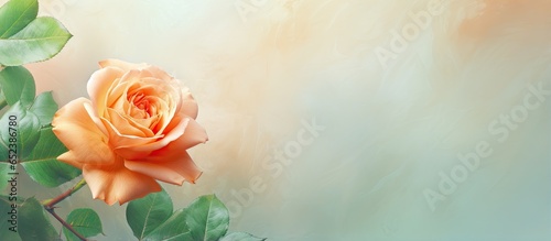 Closeup of an orange rose and green leaf in the park with copy space background isolated pastel background Copy space